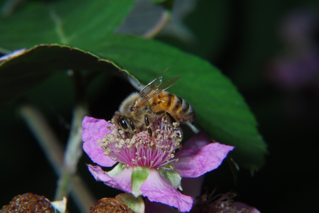 Api: Apis mellifera